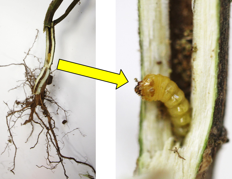 Dectes stem borer larvae-1 CD.png